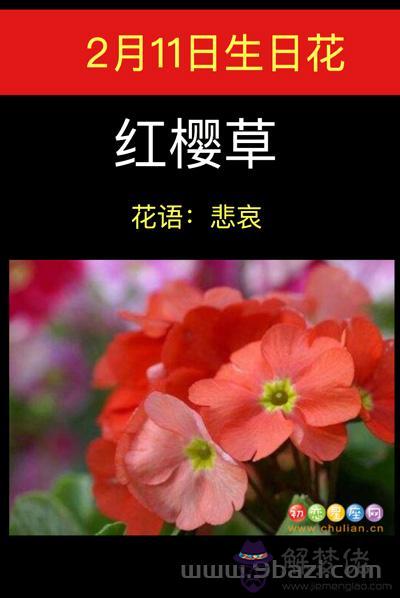 2月11日生日花：紅櫻草