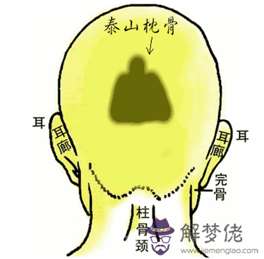 5.泰山枕骨