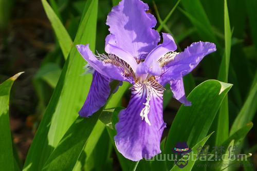 1月3日生日花：波斯鳶尾花