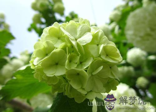 1月1日生日花：繡球花