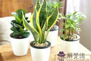 客廳擺放植物風水