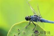 風水學里蜻蜓寓意什麽 - 蜻蜓代表的風水