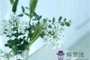 客廳植物擺放風水禁忌 - 客廳放什麽植物最好