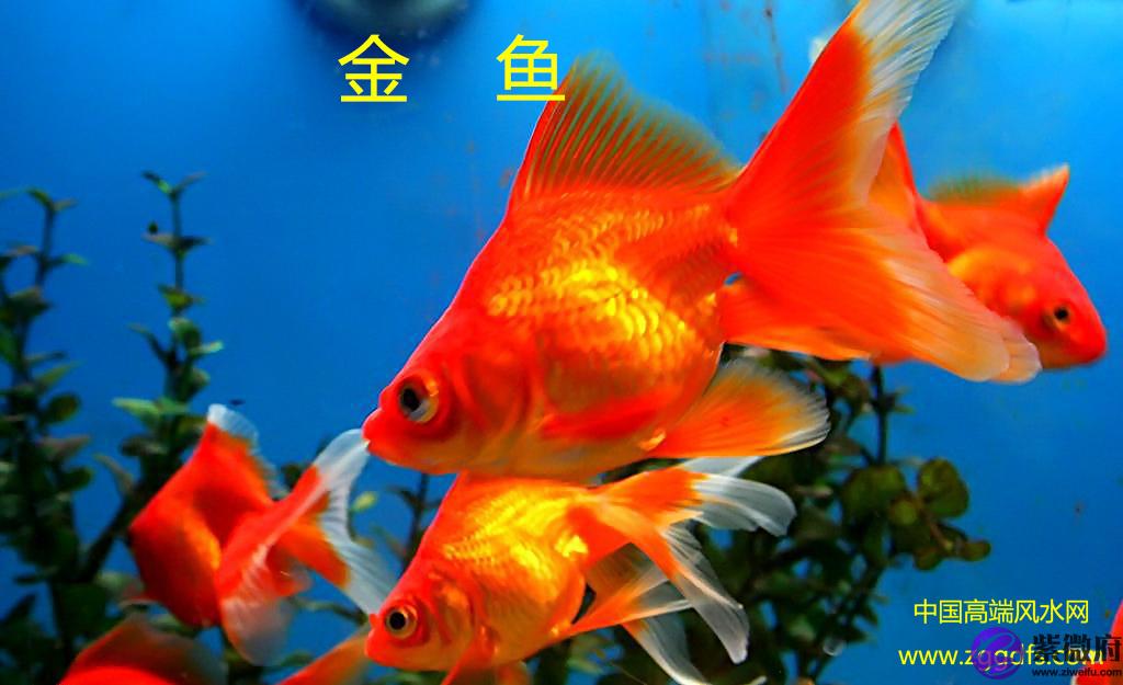 錦鯉怎么養，養風水魚應注意什么(圖文)