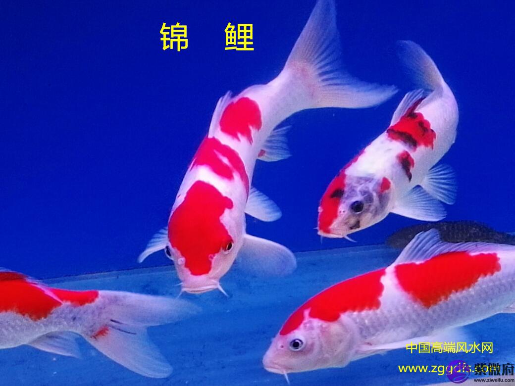 錦鯉怎么養，養風水魚應注意什么(圖文)