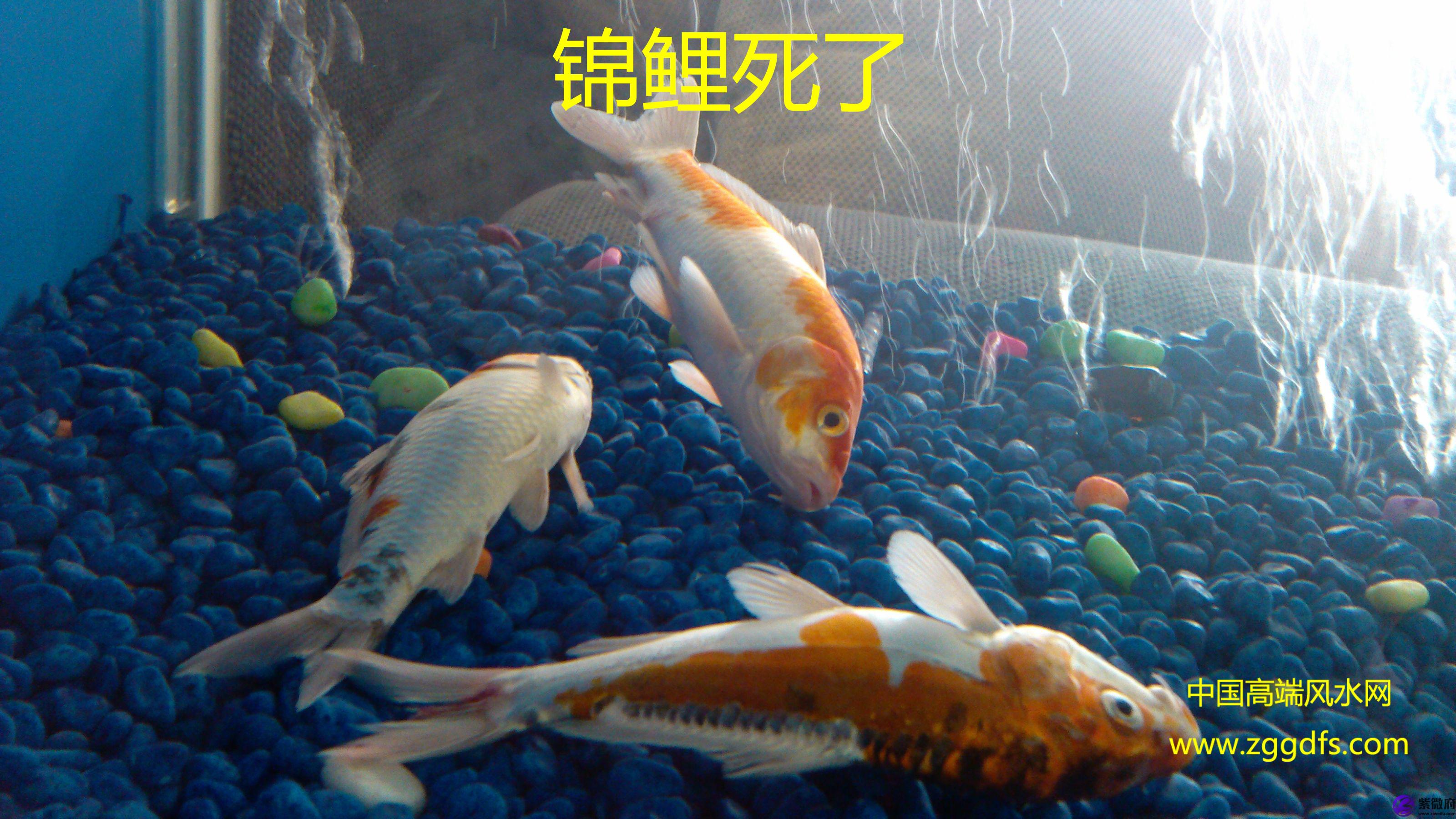 錦鯉怎么養，養風水魚應注意什么(圖文)