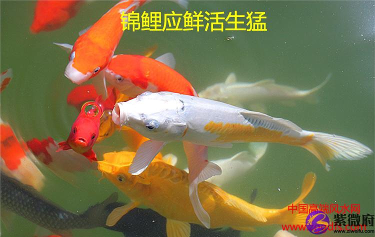 錦鯉怎么養，養風水魚應注意什么(圖文)