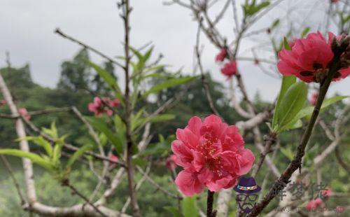 陽歷21年7月21日是什麼星座 解夢佬