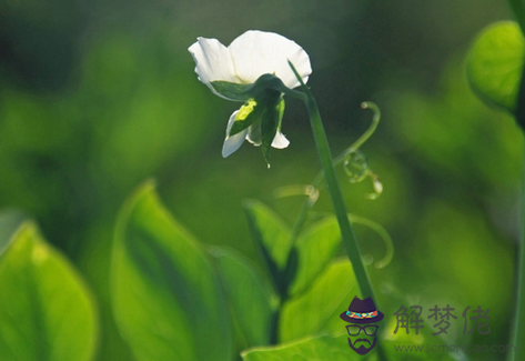 17年6月15日生日命運 解夢佬