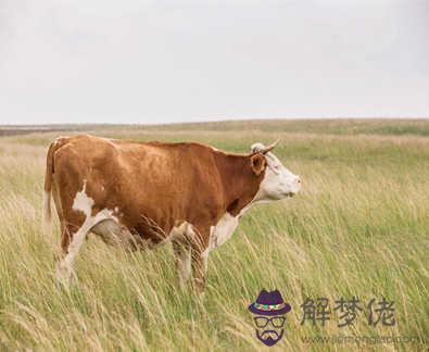 屬牛男人的性格特點及脾氣