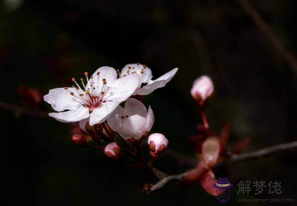 生肖屬雞的男人2020年桃花運，愛情突然降臨，需做好迎接準備