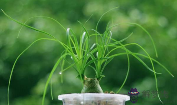 屬豬招財植物有哪些 三種植物最助運