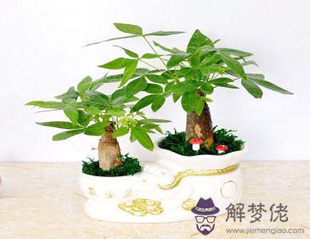 2021年十二生肖養什麽植物旺財