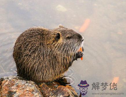 水鼠年是哪些年份