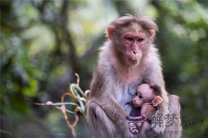 猴媽媽豬寶寶怎麼化解 豬寶寶幾月生命好