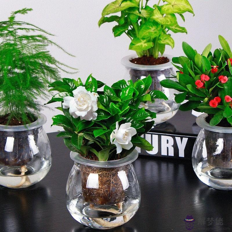 最旺屬虎的擺件保平安：屬虎人最適合佩戴什麼飾品