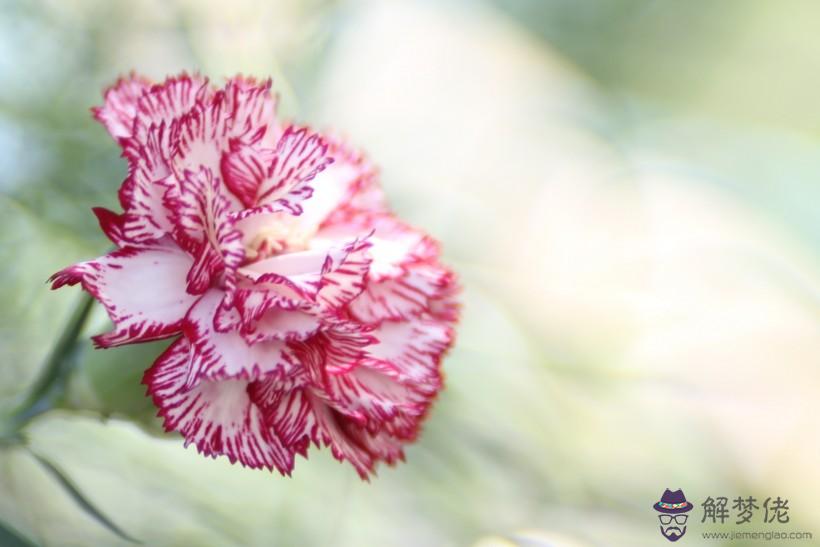 屬猴的40歲桃花運：80年出生的人今年財運怎麼樣?有桃花運嗎?