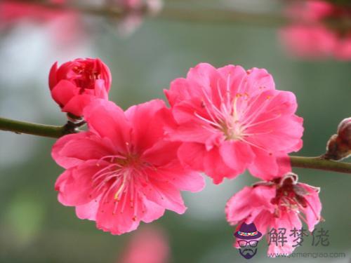 什麽是桃花位 2019年桃花位怎麽判定 第1张