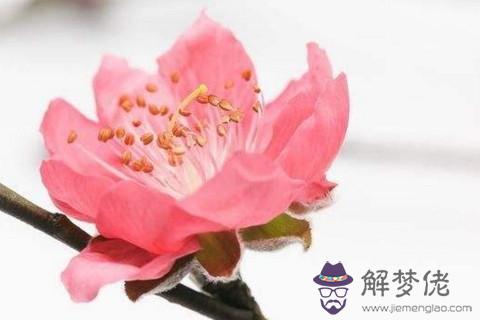 招桃花運的手鏈女生帶哪個手合適 第1张