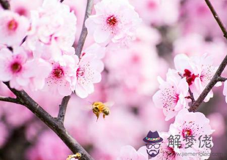 家居風水桃花位在哪 第1张