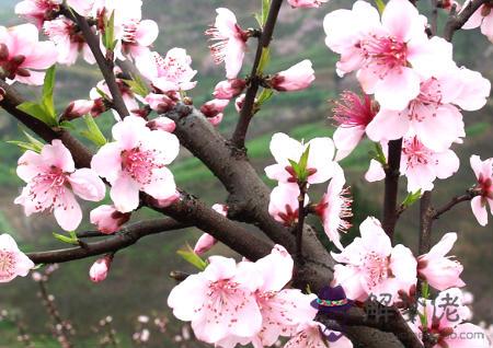 家居風水桃花位在哪 第3张