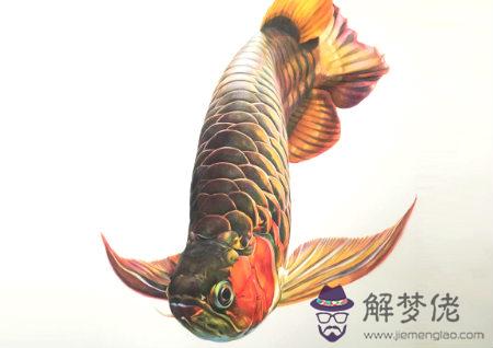 養金龍魚的風水講究 第1张