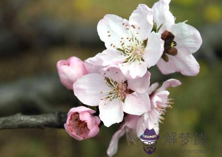 風水催桃花運布局 第1张