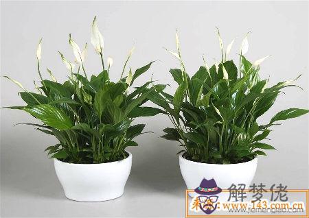 客廳種什麽植物風水好 第2张