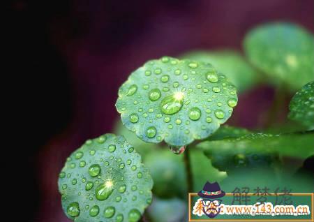 旺財家居風水植物 第3张