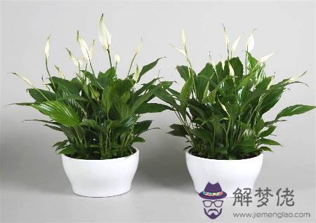 客廳擺什麽植物旺風水 第3张