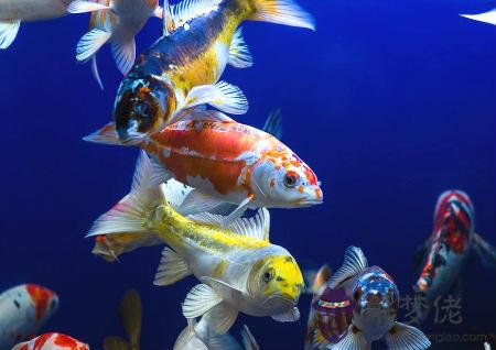 家居養魚風水數量 第1张