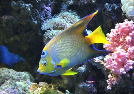 家居養魚風水數量 第2张