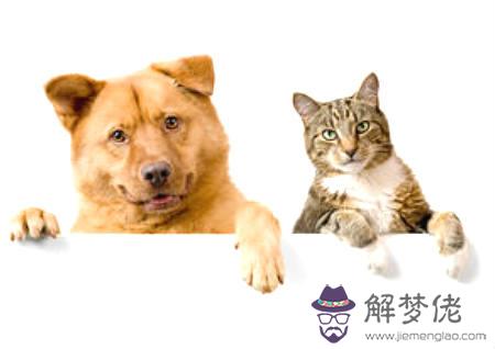 動物入宅風水 第1张