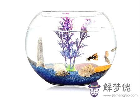 魚缸的風水作用 第1张