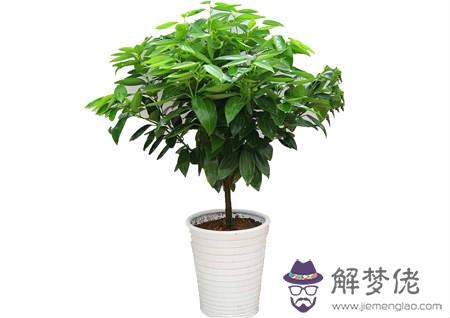 臥室擺放什麽植物風水好 第2张