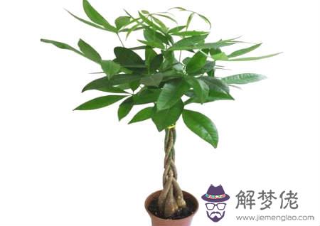 臥室擺放什麽植物風水好 第3张