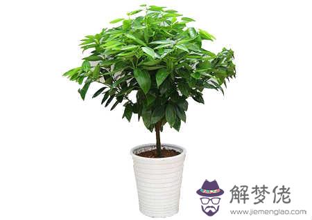 玄關擺什麽植物風水好 第2张