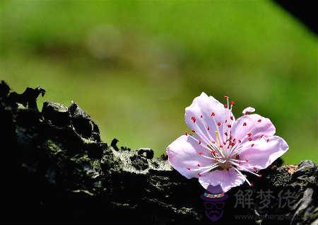 容易招爛桃花的風水 第1张