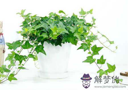 書房放什麽植物風水好 第3张