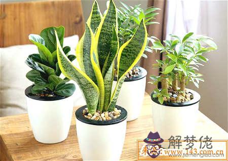 客廳擺放植物風水 第1张