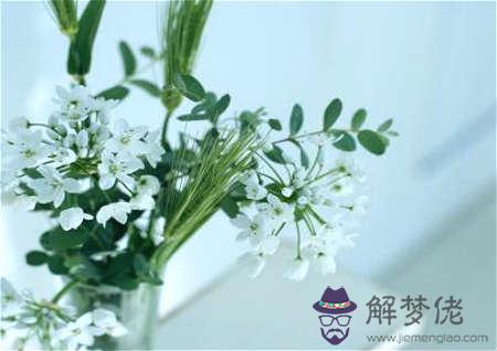 客廳植物擺放風水禁忌 - 客廳放什麽植物最好 第1张