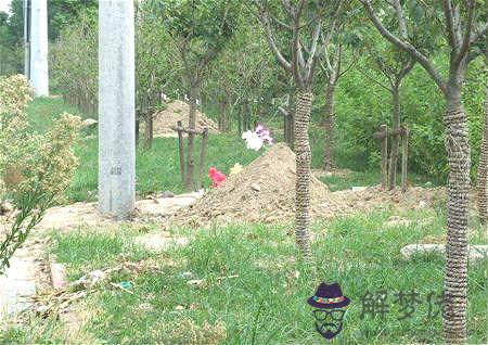 墳地周圍適合栽什麽樹 - 墳地栽樹風水講究 第1张