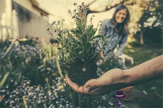 生肖狗如何用植物旺財運 第1张