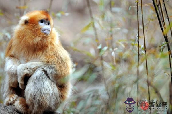 女屬猴男屬馬結婚好不好 適合在一起嗎 第3张