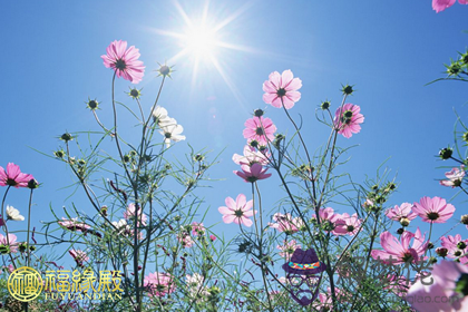 十二生肖的幸運花是什麽 第1张