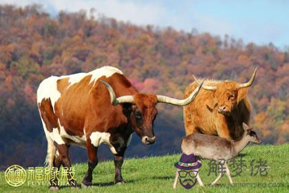 淺析：生肖牛與人生運勢 第1张