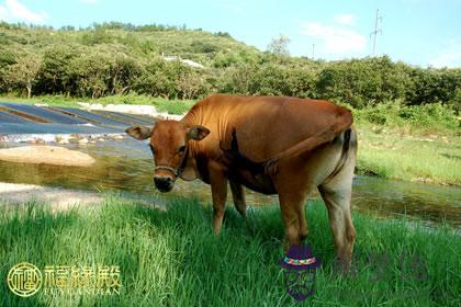 不到黃河心不死生肖是誰你知道嗎 第1张