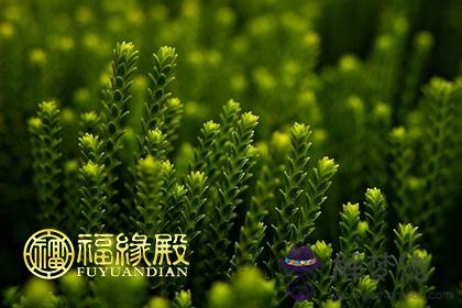 2017年十二生肖開運植物是什麽 第1张