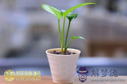 令生肖豬在職場脫穎而出的植物 第1张