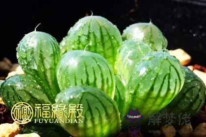 屬雞開運植物2017年屬雞開運植物 第1张